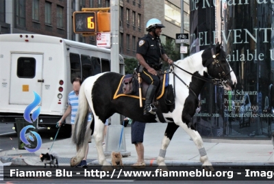 Unità a cavallo
United States of America-Stati Uniti d'America
New York Police Department
